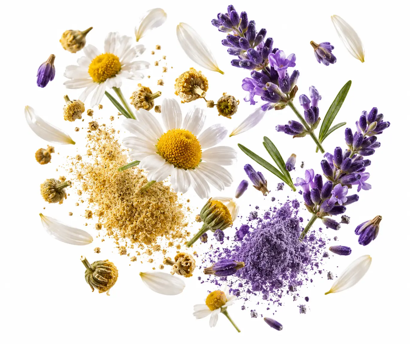 Camomila e lavanda — flores e pó usados na composição